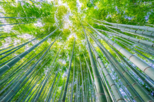 竹を駆除する方法と処分方法を解説！業者に依頼する費用相場も紹介