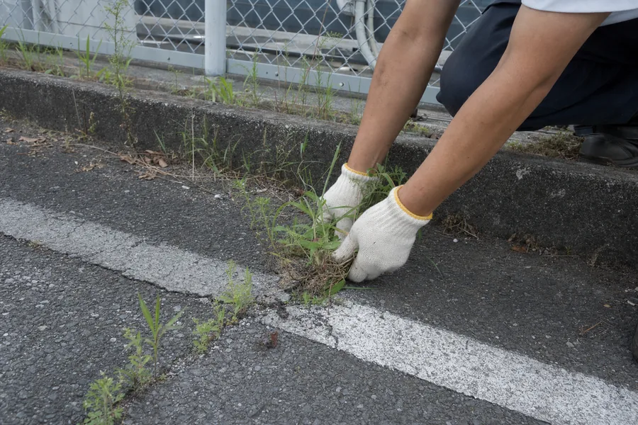 敷地内の雑草を除去している様子